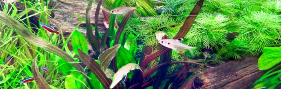 観賞魚用品の企画・製造・販売