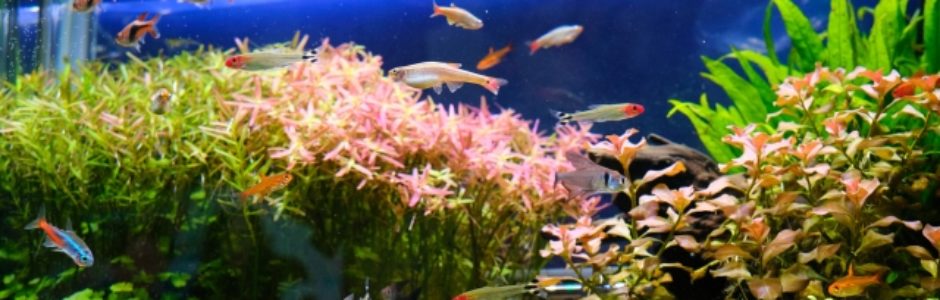 観賞魚用品の企画・製造・販売